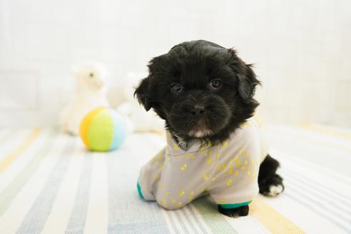 成約済の福岡県のミックス犬-114143の2枚目