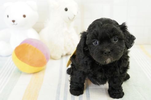 成約済の福岡県のミックス犬-114146の3枚目