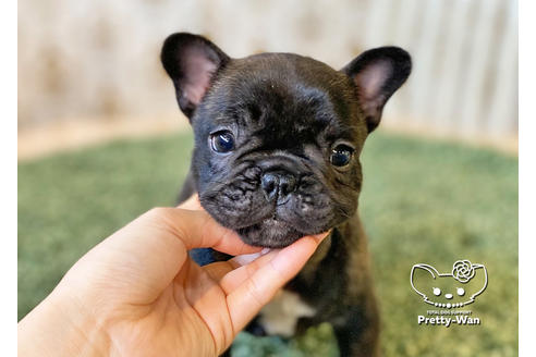 成約済の愛知県のフレンチブルドッグ-117467の9枚目