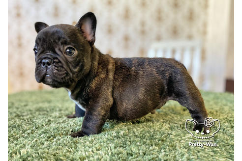 成約済の愛知県のフレンチブルドッグ-117467の8枚目