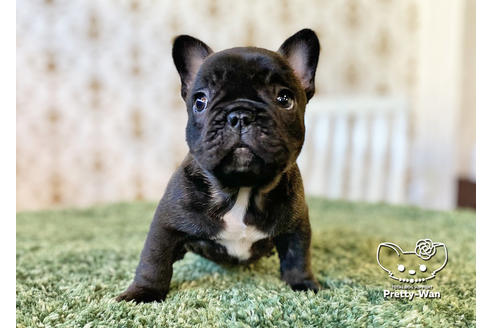 成約済の愛知県のフレンチブルドッグ-117467の5枚目