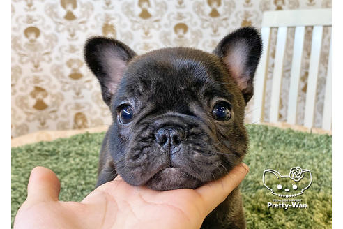 成約済の愛知県のフレンチブルドッグ-117467の3枚目