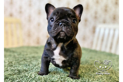 成約済の愛知県のフレンチブルドッグ-117467の4枚目