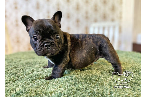 成約済の愛知県のフレンチブルドッグ-117467の2枚目