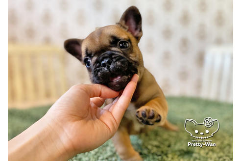 成約済の愛知県のフレンチブルドッグ-117468の8枚目