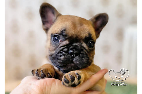 成約済の愛知県のフレンチブルドッグ-117468の7枚目
