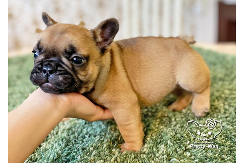 成約済の愛知県のフレンチブルドッグ-117468の4枚目