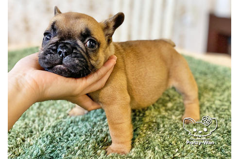 成約済の愛知県のフレンチブルドッグ-117468の3枚目