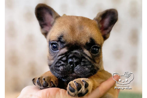 成約済の愛知県のフレンチブルドッグ-117468の2枚目
