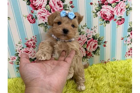 成約済の秋田県のマルプー:マルチーズ×トイプードル-117472の2枚目