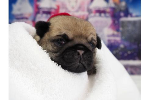 成約済の茨城県のパグ-117481