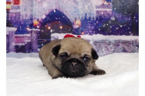 成約済の茨城県のパグ-117481の5枚目