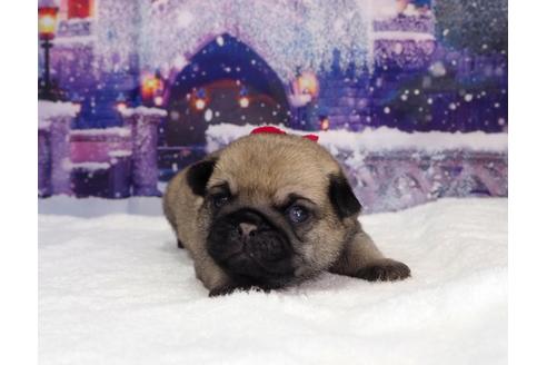 成約済の茨城県のパグ-117481の3枚目