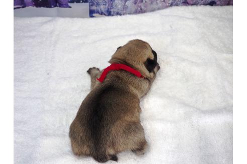 成約済の茨城県のパグ-117481の2枚目