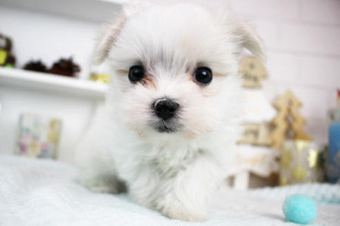 成約済の東京都のマルチーズ-114053の1枚目