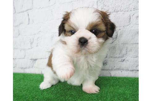 成約済の大阪府のシーズー-117598の1枚目