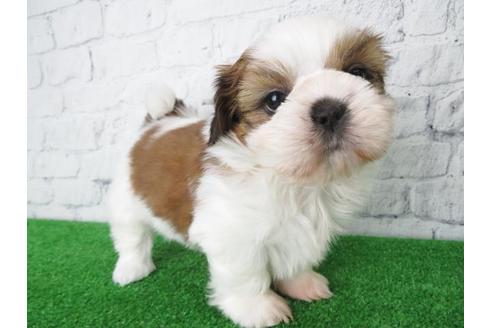 成約済の大阪府のシーズー-117598の6枚目