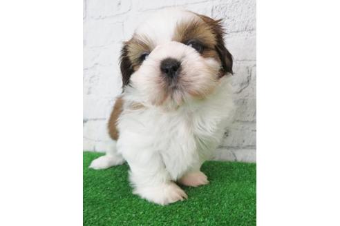 成約済の大阪府のシーズー-117598の5枚目