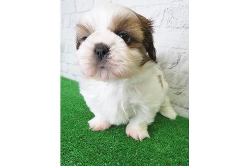 成約済の大阪府のシーズー-117598の4枚目