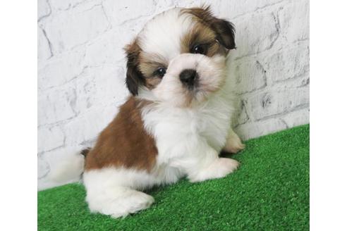 成約済の大阪府のシーズー-117598の3枚目