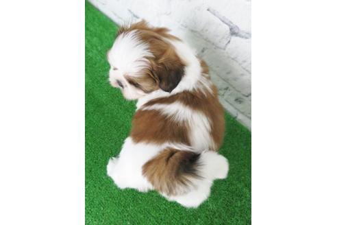 成約済の大阪府のシーズー-117598の2枚目