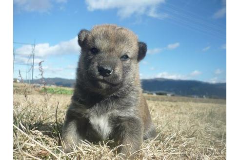 成約済の長野県の柴犬-117603の1枚目