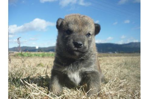 成約済の長野県の柴犬-117603の5枚目