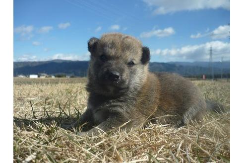 成約済の長野県の柴犬-117603の4枚目