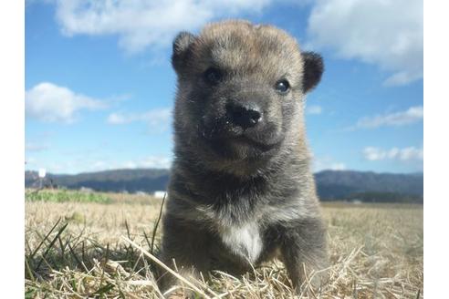 成約済の長野県の柴犬-117603の3枚目