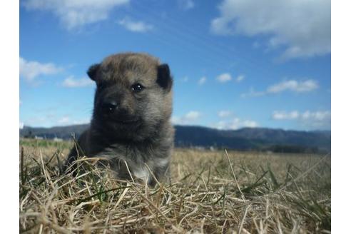 成約済の長野県の柴犬-117603の2枚目