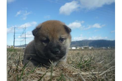 成約済の長野県の柴犬-117604の4枚目