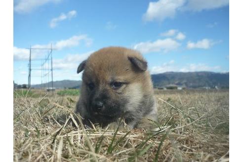 成約済の長野県の柴犬-117604の3枚目