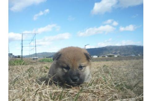 成約済の長野県の柴犬-117604の2枚目