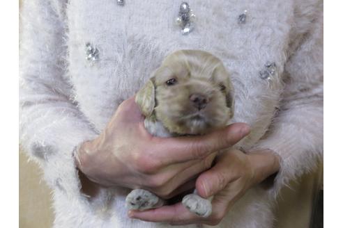 成約済の愛知県のアメリカンコッカースパニエル-116429の1枚目