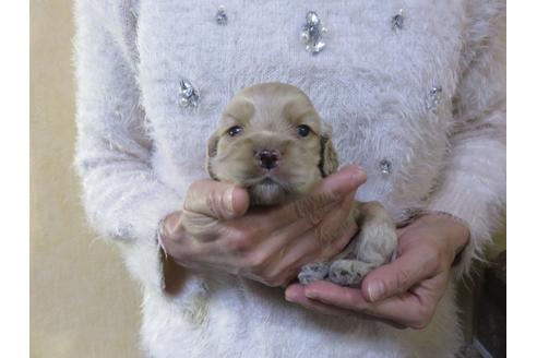 子犬