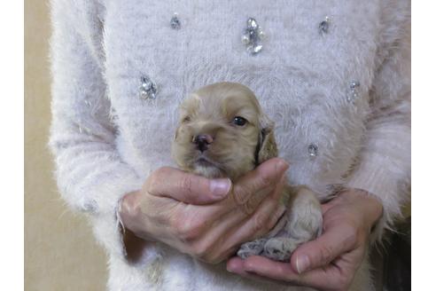 成約済の愛知県のアメリカンコッカースパニエル-116427の3枚目