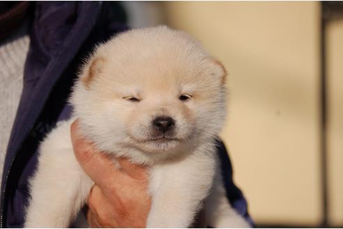 成約済の埼玉県の柴犬-117624の1枚目