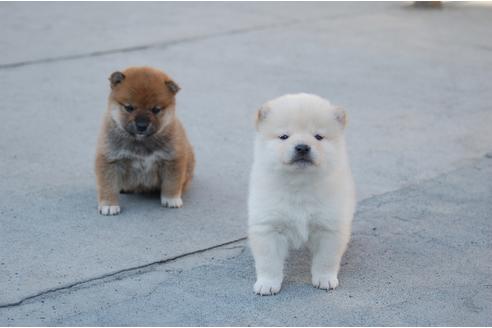 成約済の埼玉県の柴犬-117624の2枚目