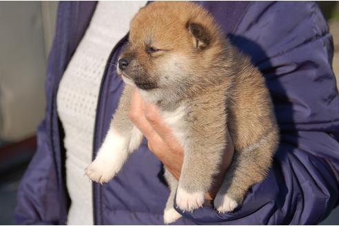 成約済の埼玉県の柴犬-117625の4枚目