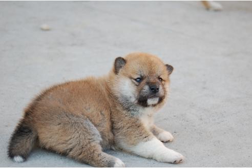 成約済の埼玉県の柴犬-117625の3枚目