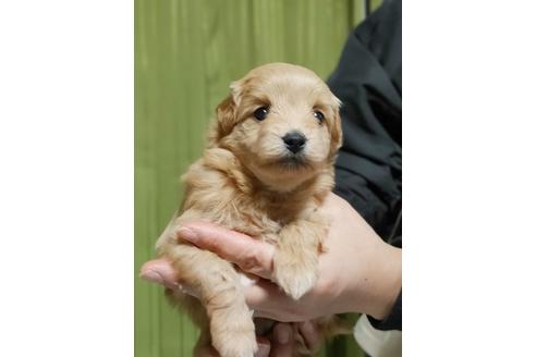 成約済の埼玉県のポメプー:ポメラニアン×トイプードル-115162