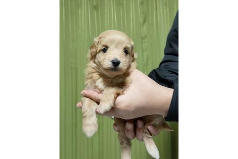 成約済の埼玉県のポメプー:ポメラニアン×トイプードル-115162の4枚目