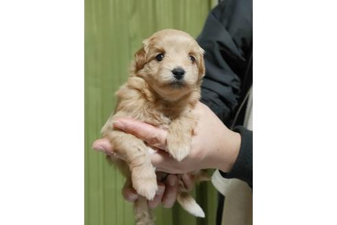 成約済の埼玉県のポメプー:ポメラニアン×トイプードル-115162の3枚目