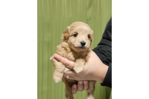 成約済の埼玉県のポメプー:ポメラニアン×トイプードル-115162の2枚目