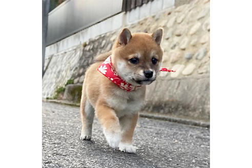 成約済の岡山県の豆柴-116304の4枚目