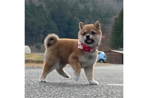 成約済の岡山県の豆柴-116304の2枚目