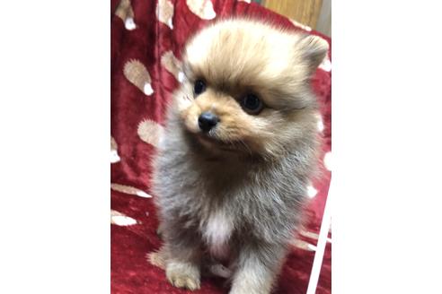 成約済の大阪府のポメラニアン-116696の2枚目