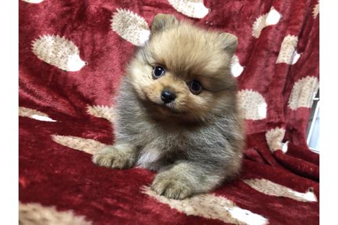 成約済の大阪府のポメラニアン-116696の1枚目