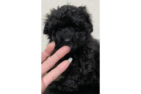 成約済の埼玉県のトイプードル-114543の21枚目
