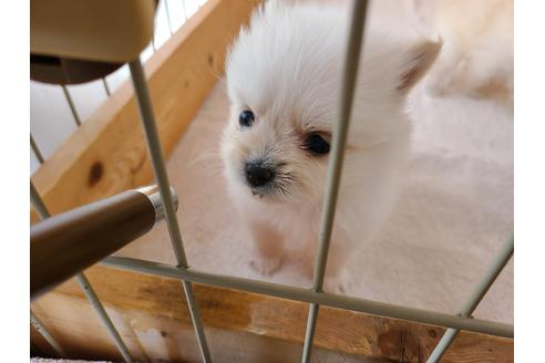 成約済の埼玉県のポメラニアン-114055の2枚目